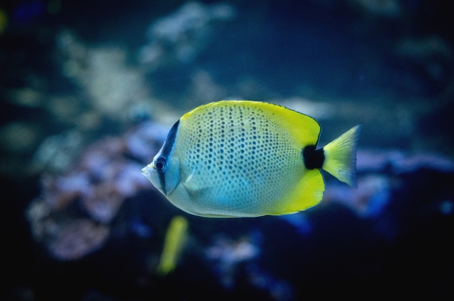 水族馆漂亮观赏鱼图片