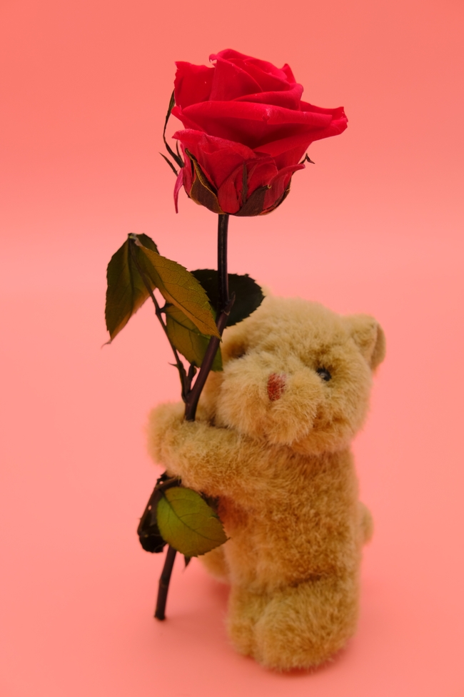 情人节毛绒玩具熊玫瑰花图片
