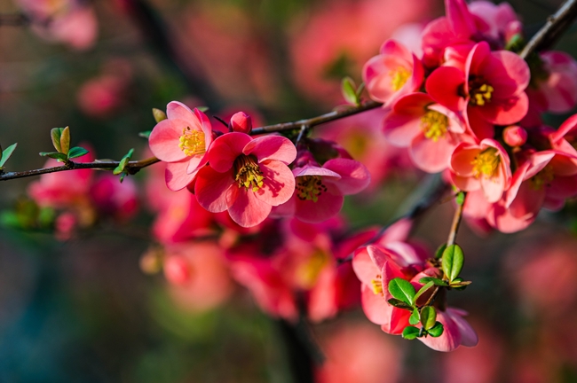 春天红色贴梗海棠图片