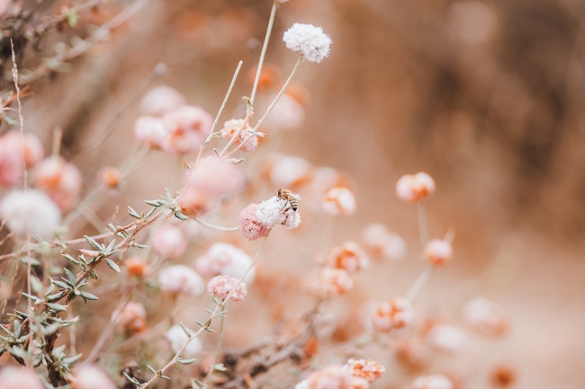 花朵上的蜜蜂图片