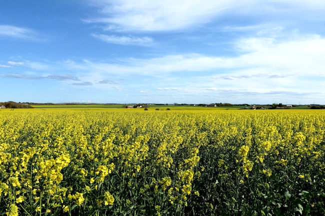 蓝天白云油菜花田风景图片