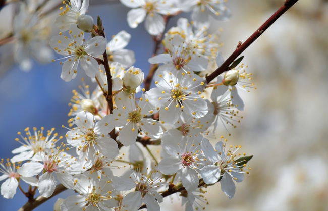 白色樱花局部特写摄影图片