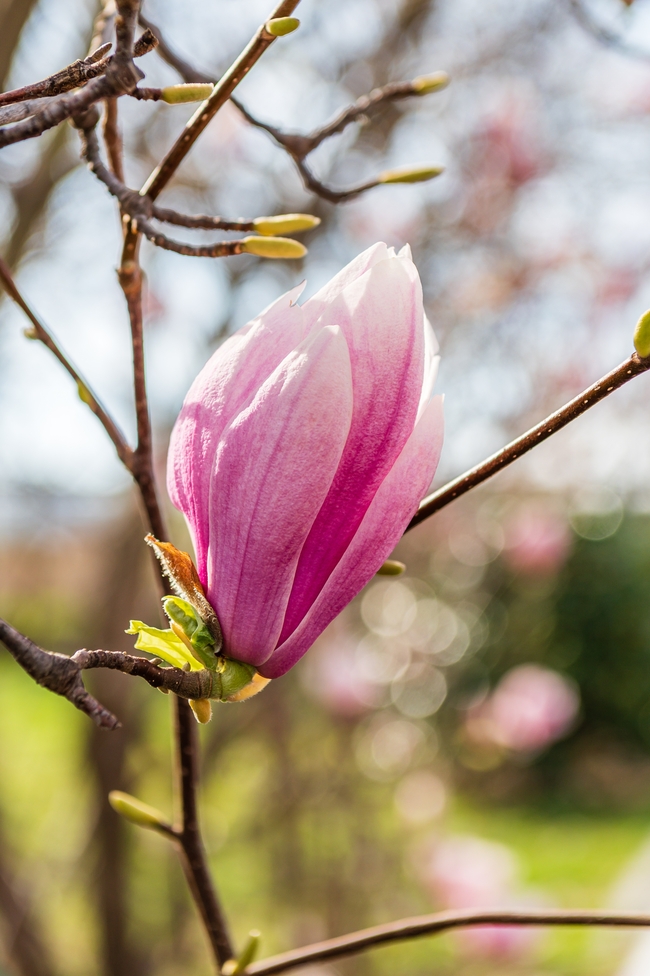 粉色玉兰花枝头含苞待放摄影图片