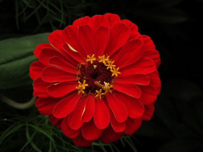 百日草百日菊图片