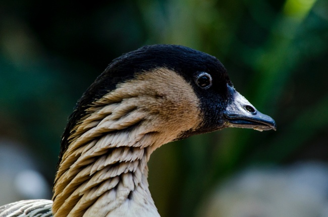 鸭子脖子特写图片