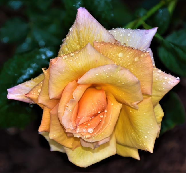 雨后黄色月季花图片