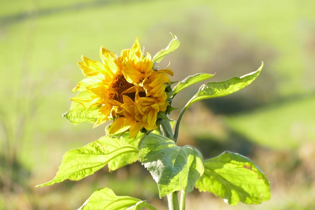 阳光里的向日葵图片