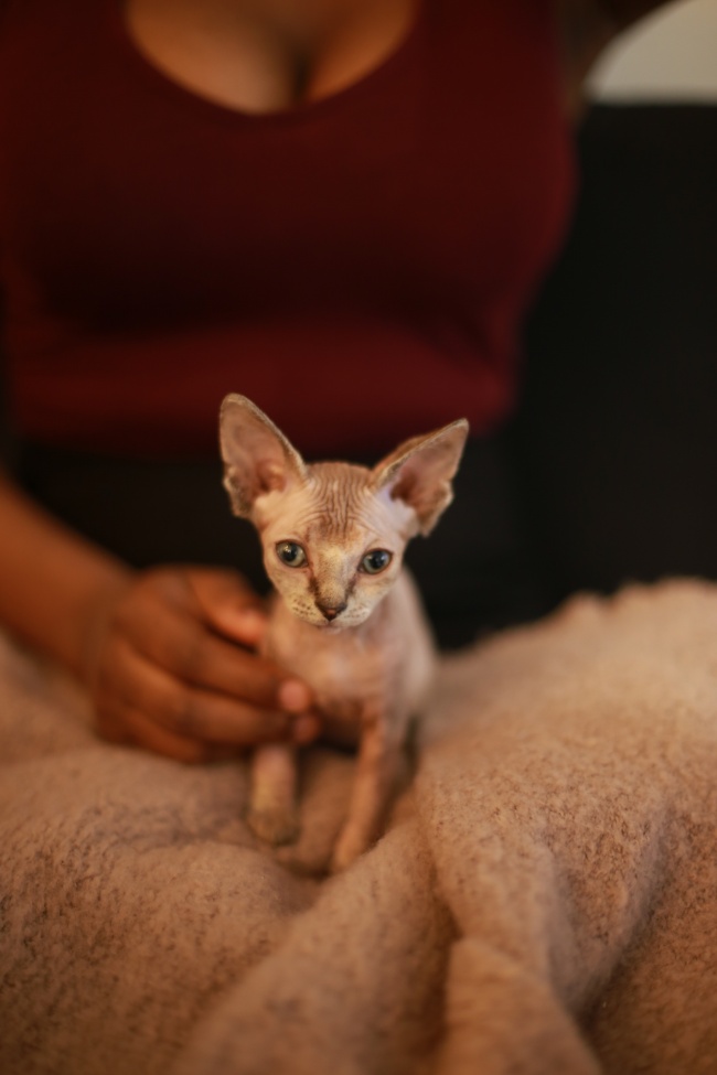 加拿大无毛小猫图片