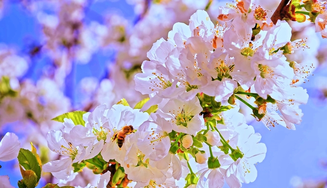 春天粉色樱花盛开图片