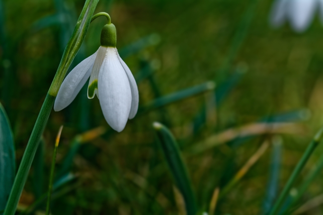 白色雪花莲图片