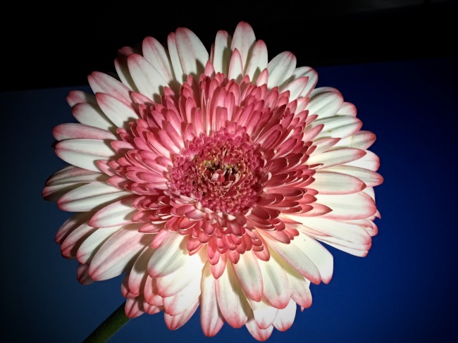 淡粉色美丽花朵图片