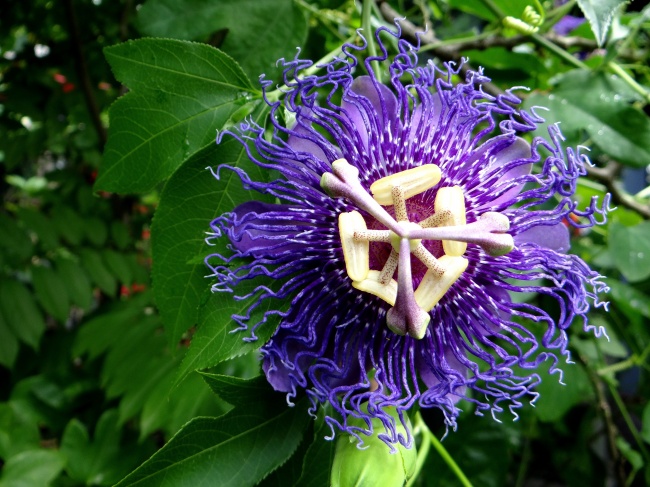 百香果花朵绽放图片
