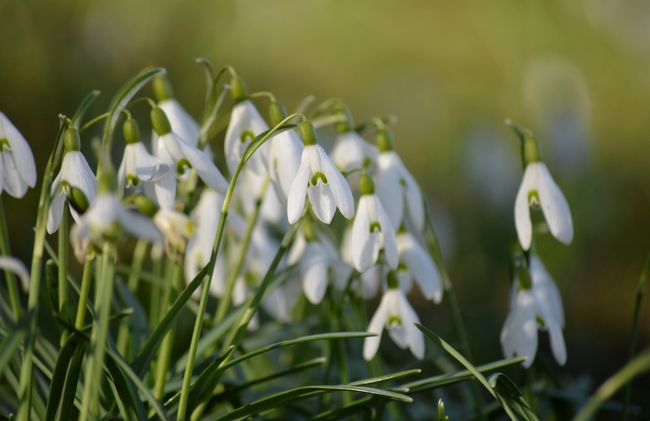 白色雪莲花花丛摄影图片