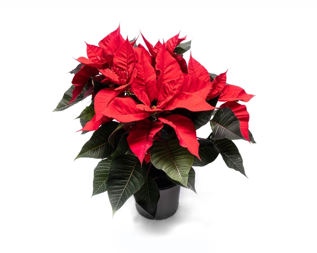 一品红盆栽植物摄影图片