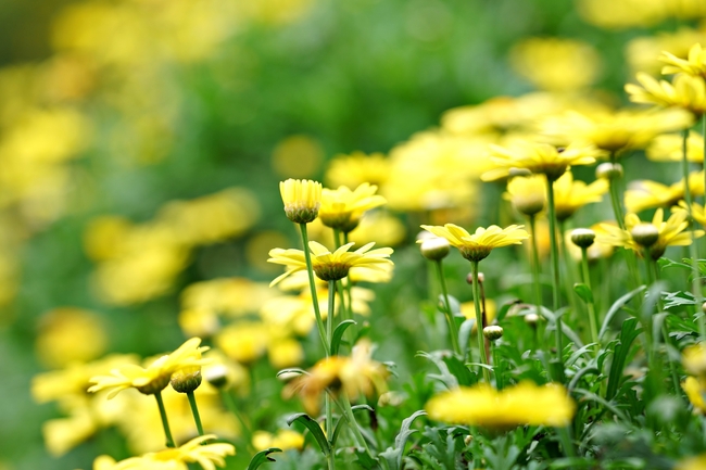 黄色雏菊花开图片