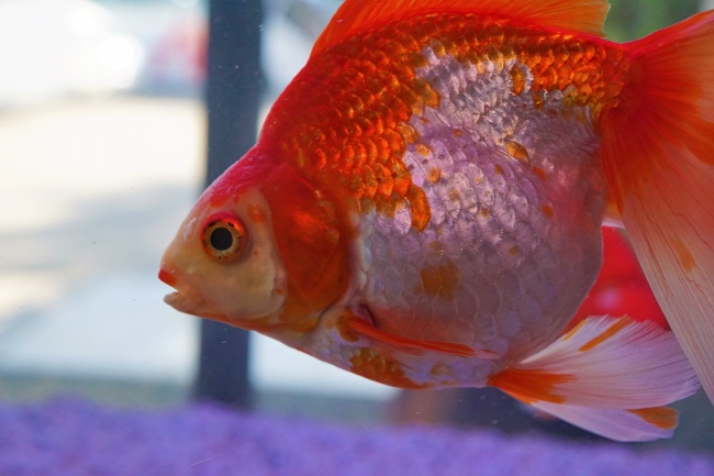 水族馆红金鱼图片
