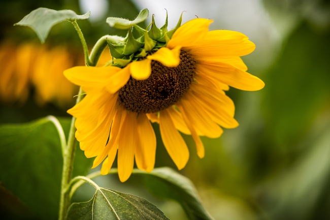 低垂的向日葵图片