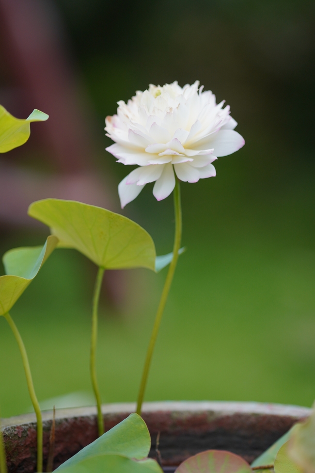 水培白色莲花摄影图片