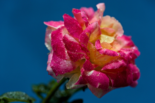 微距特写粉色玫瑰花株摄影图片