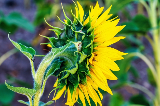 金色向日葵花托特写图片