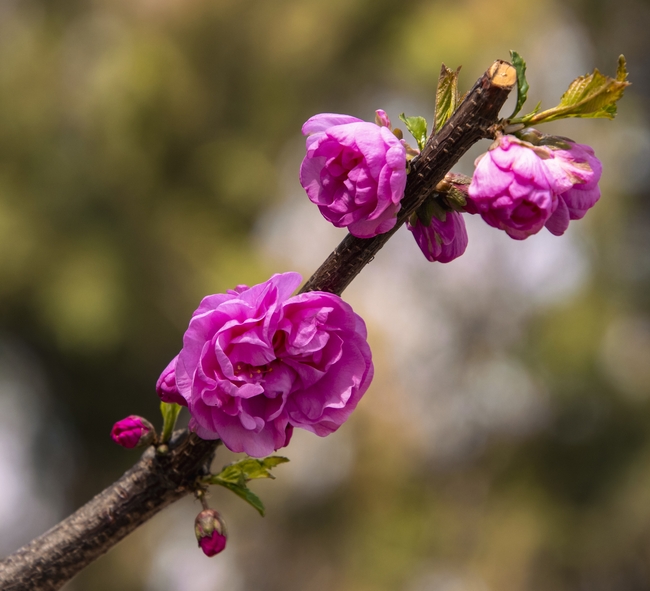 榆叶梅花枝微距特写摄影图片