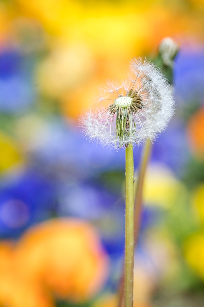 微距特写唯美蒲公英摄影图片