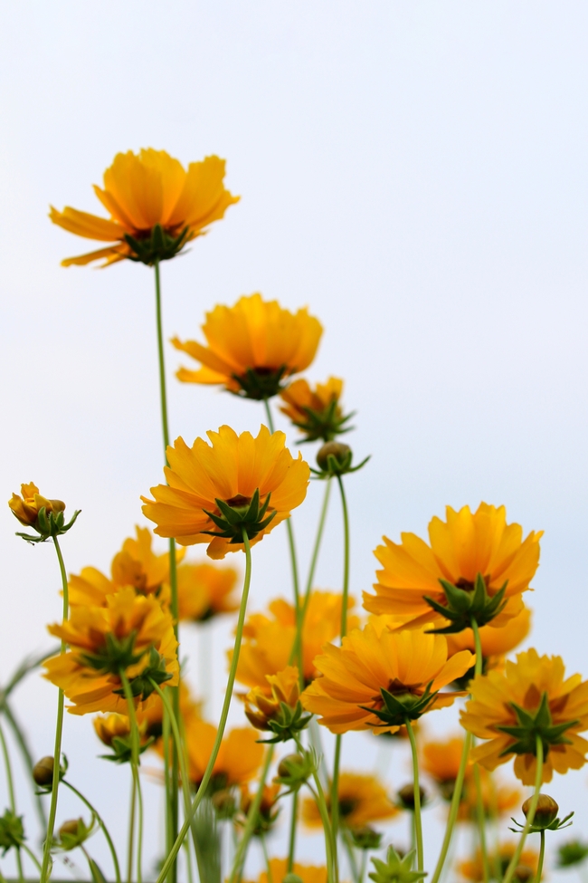 野生金鸡菊图片