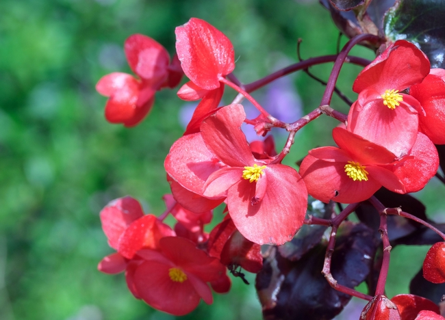 实拍秋海棠开花图片