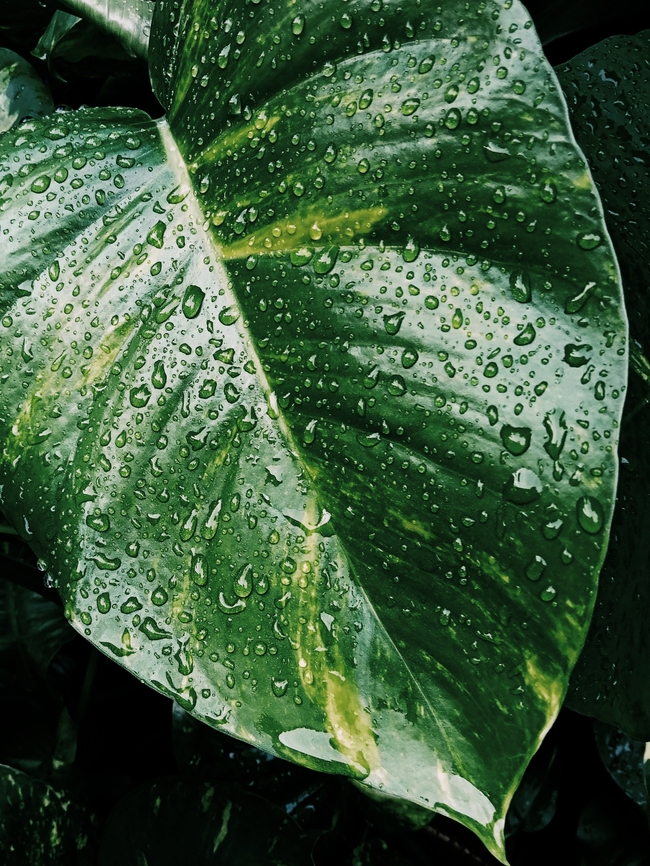 绿叶护眼手机壁纸图片