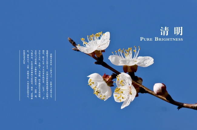 有关清明节的宣传海报图片