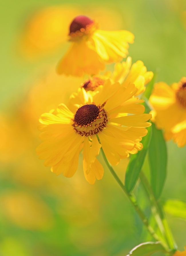 唯美黄色黑心菊摄影图片