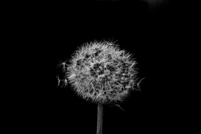 黑色艺术风格蒲公英摄影图片