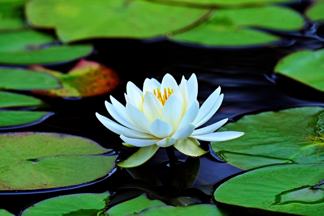 盛夏白色睡莲图片