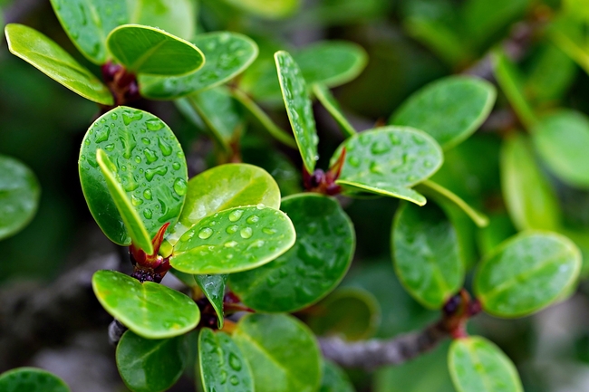 雨后绿色植物盆栽叶子摄影图片
