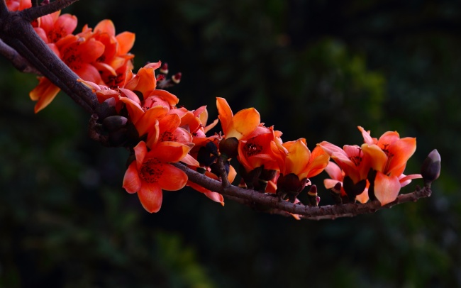 红色木棉花图片