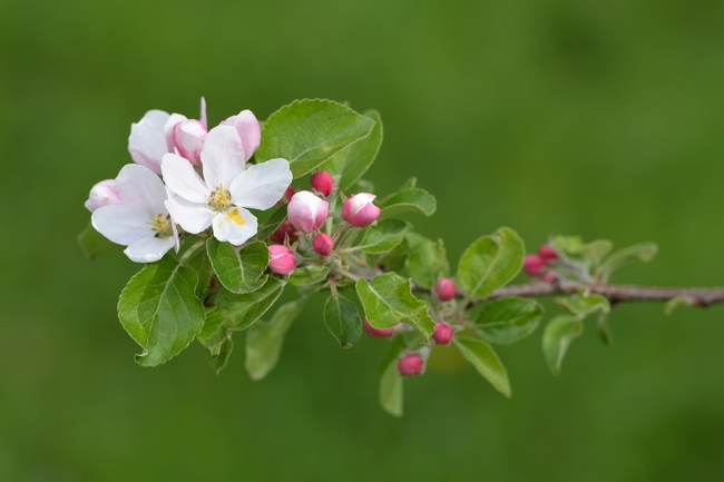 微距特写苹果花开摄影图片