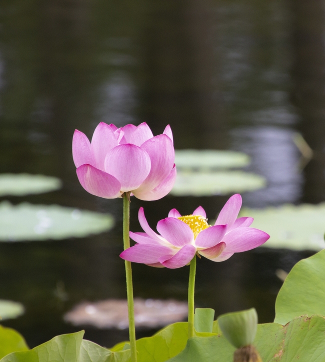 夏日莲花塘粉色莲花图片