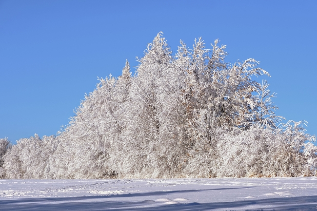 冬季白色雪地雾凇风景图片