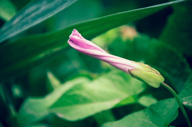 紫色牵牛花含苞待放图片
