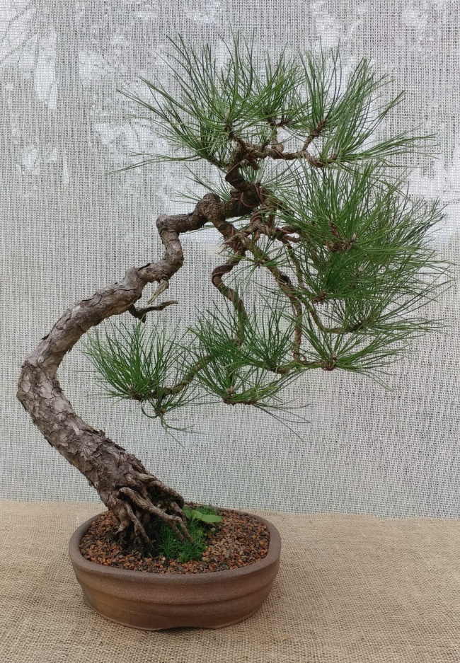 万年松盆景图片