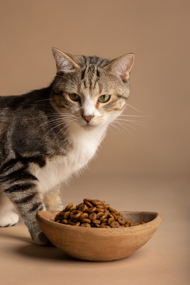 可爱小猫吃猫粮摄影图片