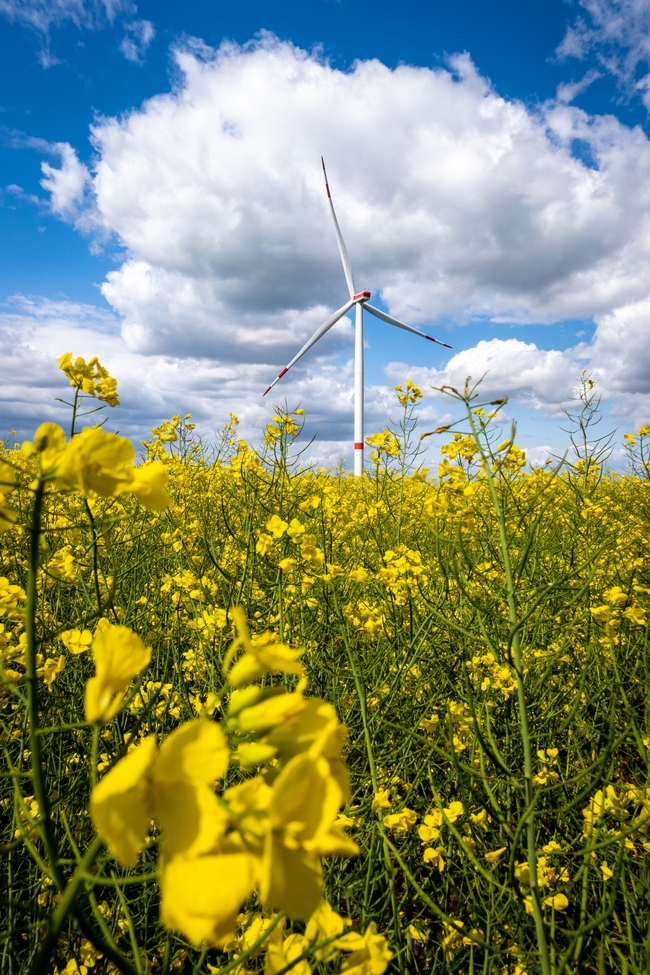 蓝天白云黄色油菜花风车摄影图片