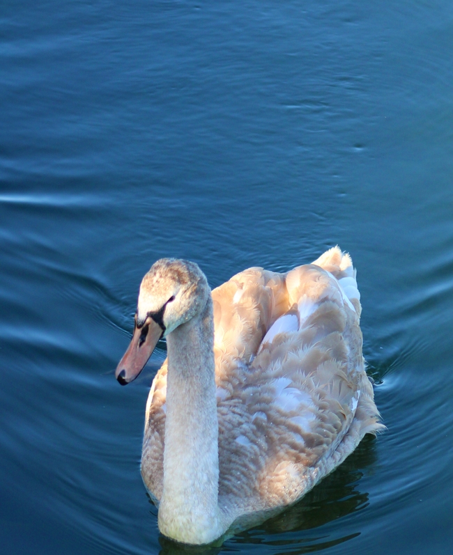 河边水禽疣鼻天鹅图片