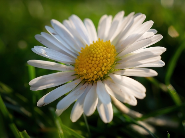 野生白色雏菊微距特写摄影图片