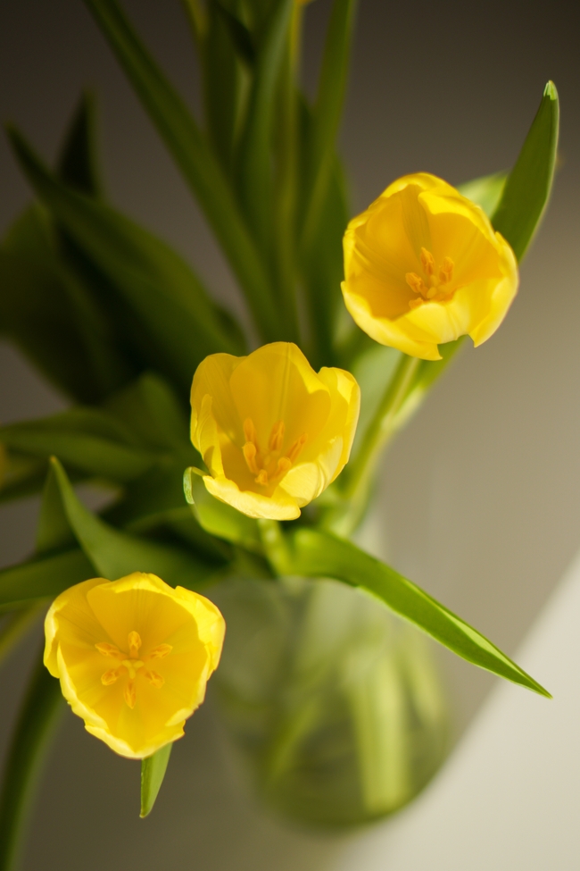 置放在玻璃瓶里的黄色郁金香图片