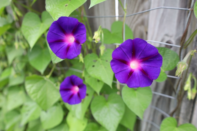 紫色喇叭牵牛花图片