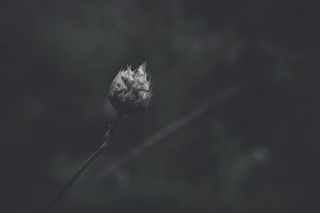 野生牛蒡黑白摄影图片