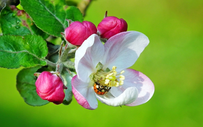苹果树开花图片