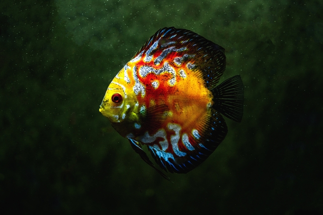 水族馆野生七彩神仙鱼图片