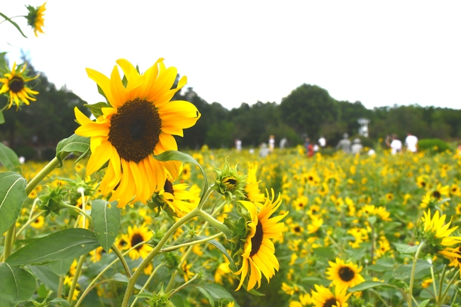 户外向日葵花海风景图片